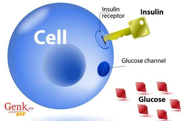 Kháng insulin là nguyên nhân dẫn đến buồng trứng đa nang