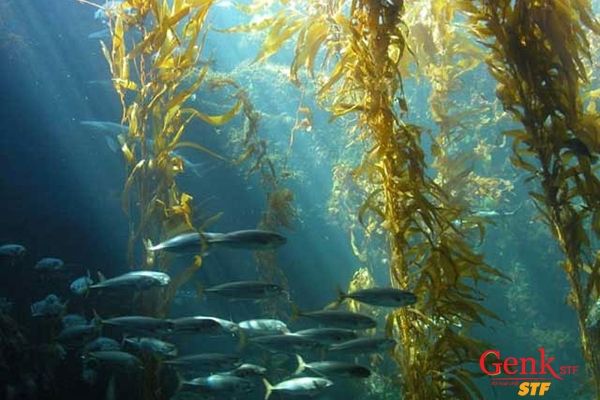 Fucoidan có nguồn gốc từ rong biển, tảo biển