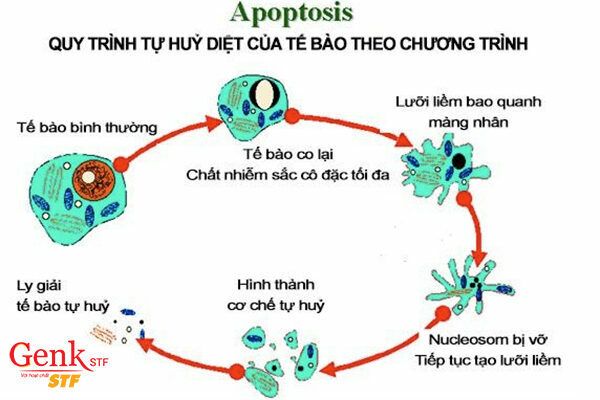 Fucoidan kích hoạt các enzyme liên quan đến việc lập trình chu kỳ tự chết của tế bào.