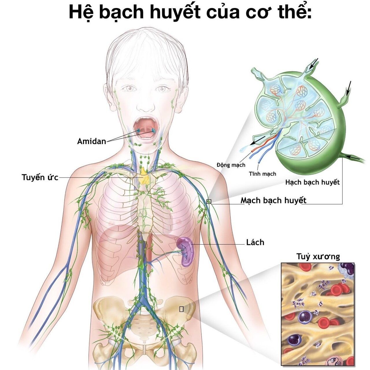Hệ bạch huyết trong cơ thể