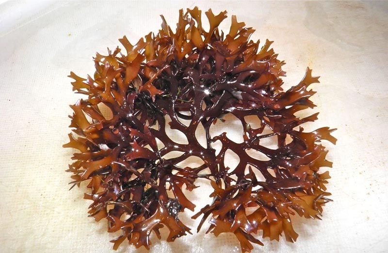 Fucoidan là hợp chất được tìm thấy bên trong tảo nâu ở Nhật Bản