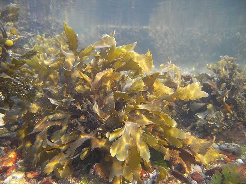Fucoidan là hoạt chất được chiết xuất từ các loại tảo nâu biển