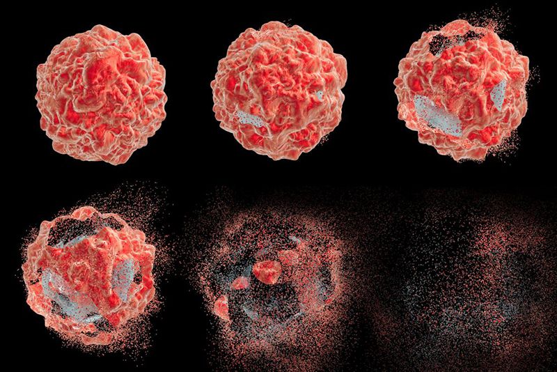Fucoidan kích thích tế bào ung thư tự chết theo quy trình Apoptosis