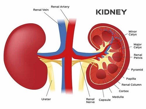 Ung thư thận là bệnh lý ác tính bắt nguồn từ thận.