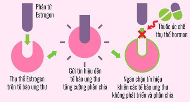 lieu-phap-hormone-trong-dieu-tri-ung-thu-vu-2