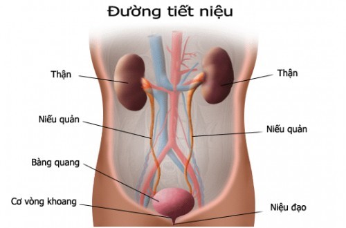 Ung thư đường tiết niệu là hiện tượng các cơ quan ở hệ tiết niệu xuất hiện các khối u ác tính