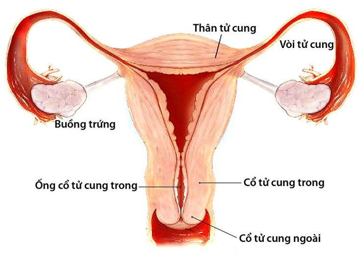 cat-2-voi-trung-co-kinh-khong-1